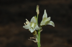 Dipcadi ursulae