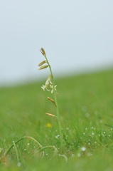 Dipcadi ursulae