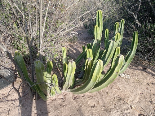 Pachycereus schottii