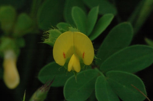 Smithia sensitiva