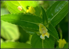 Impatiens dalzellii
