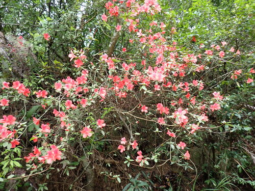Rhododendron simsii