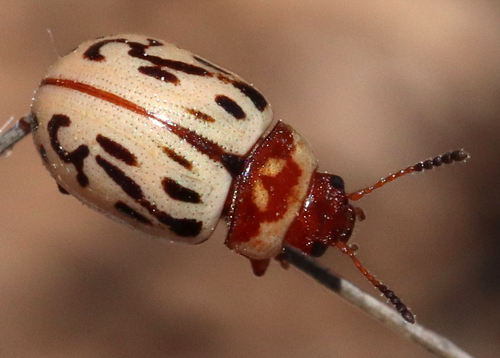 Zygogramma conjuncta photo 3
