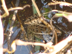 Lithobates neovolcanicus