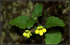 Lindenbergia muraria