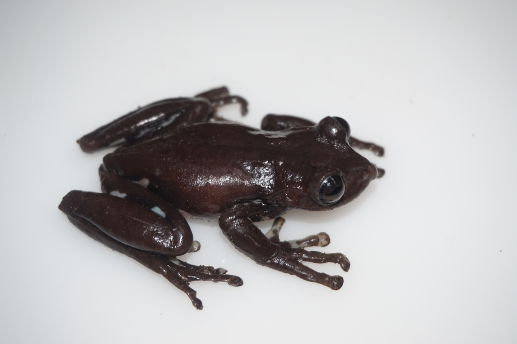 Jondachi tree frog