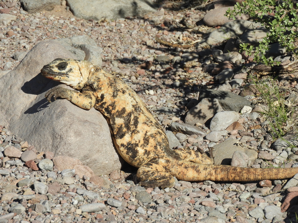 Chacahuala de la isla San Esteban (Amphibians & Reptiles of Bahia de ...