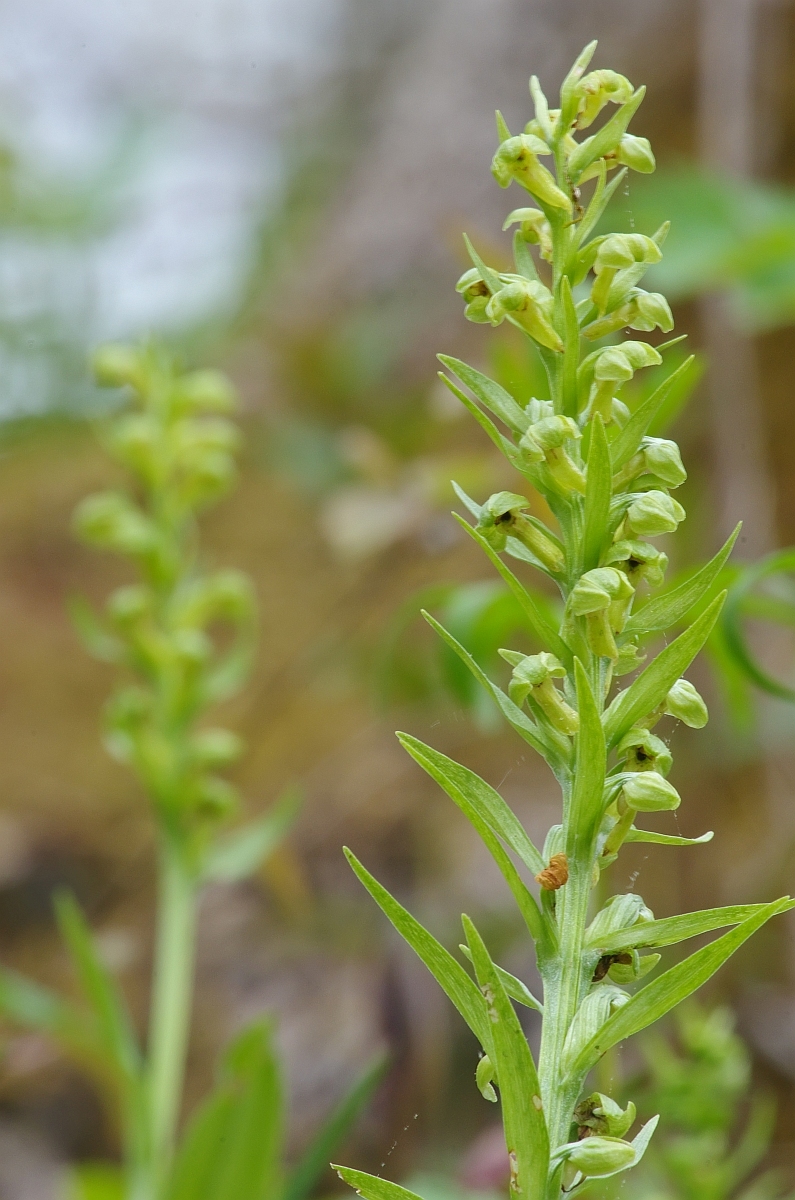 Dactylorhiza viridis