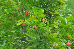 Blighia sapida