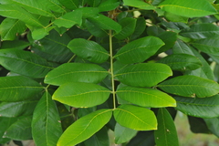 Blighia sapida