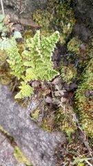 Myriopteris myriophylla