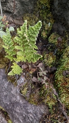 Myriopteris myriophylla