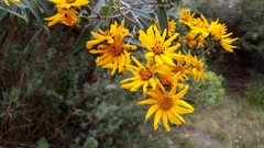 Aldama buddlejiformis