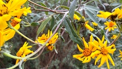 Aldama buddlejiformis