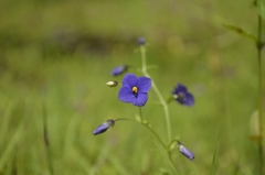 Exacum pumilum
