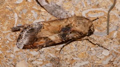 Spodoptera latifascia image