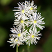 Trautvetteria caroliniensis - Photo (c) Lynette Schimming, alguns direitos reservados (CC BY-NC)