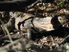 Ctenosaura conspicuosa