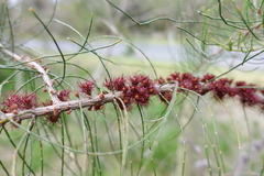Allocasuarina paradoxa