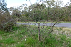 Allocasuarina paradoxa