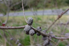 Allocasuarina paradoxa