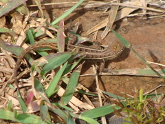 Sceloporus unicanthalis
