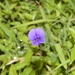 Smithia purpurea - Photo (c) Mayuresh Kulkarni,  זכויות יוצרים חלקיות (CC BY-NC), הועלה על ידי Mayuresh Kulkarni