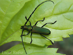 Aglaoschema ventrale