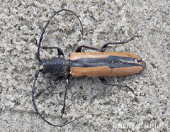 Poeciloxestia dorsalis