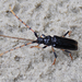 Andraegoidus rufipes - Photo (c) Lucas Rubio, some rights reserved (CC BY), uploaded by Lucas Rubio