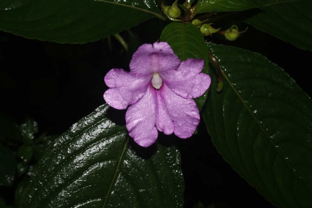 Handsome Flowered Balsam