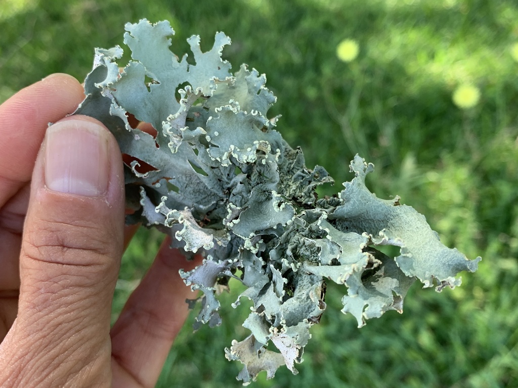 Parmotrema louisianae