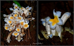 Christisonia calcarata