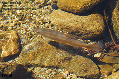 Rhynchocypris oxycephalus