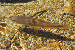 Rhynchocypris oxycephalus