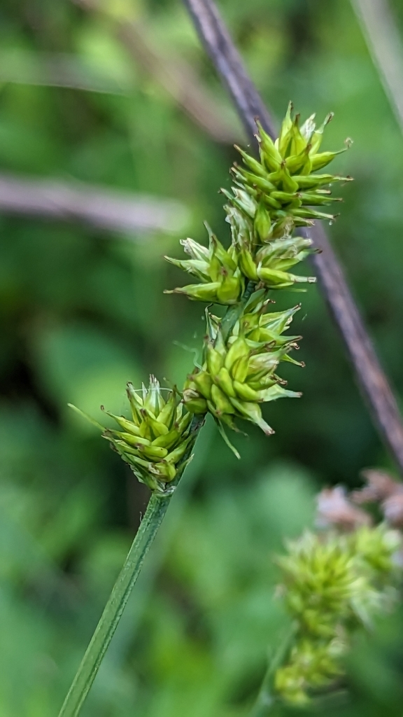 ovalheaded sedge from Chillum, MD, USA on May 1, 2023