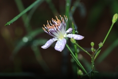 Cleome chelidonii