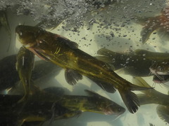 Korean Bullhead photo 5