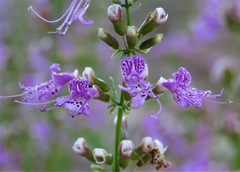 Dicerandra × thinicola