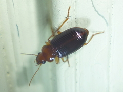 Trichotichnus vulpeculus