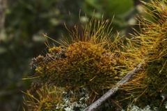 Macromitrium microstomum