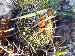 Echinofossulocactus phyllacanthus