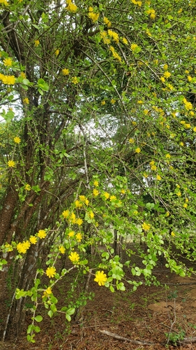 Leuenbergeria guamacho (Leuenbergeria guamacho)