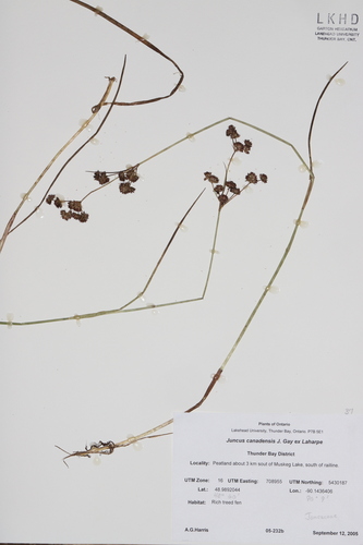 Image of Juncus canadensis by no rights reserved