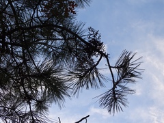 Arceuthobium vaginatum cryptopodum