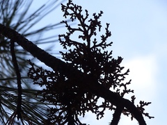 Arceuthobium vaginatum cryptopodum