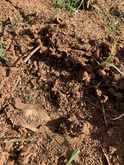 Solenopsis saevissima