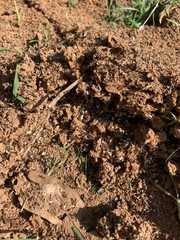 Solenopsis saevissima