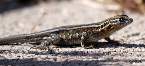 iNaturalist observation photo of Western Side-blotched Lizard