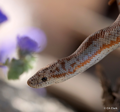 iNaturalist observation photo of Coastal Rosy Boa